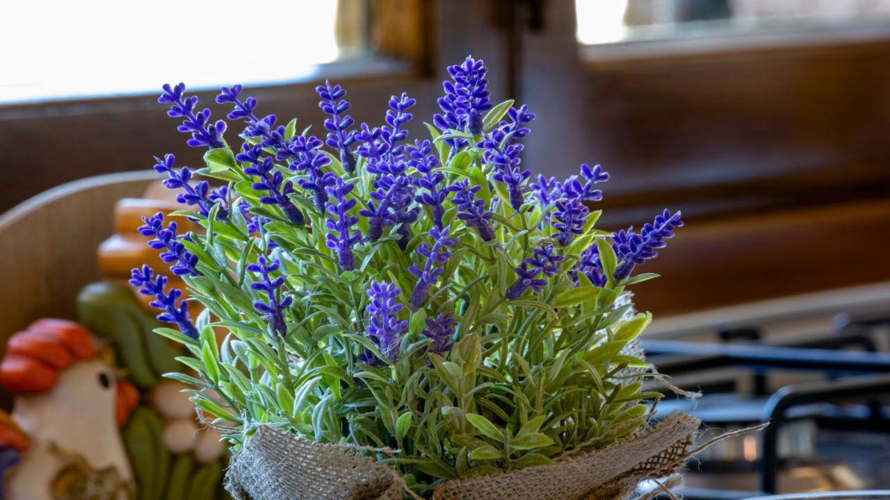 Il Cottage Di Patrizia Λούκα Εξωτερικό φωτογραφία